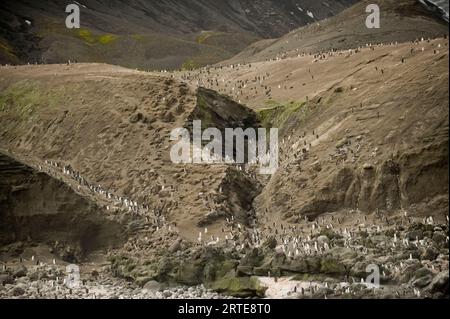 Colony of Chinstrap penguins (Pygoscelis antarcticus) on Deception Island; Deception Island, Antarctica Stock Photo