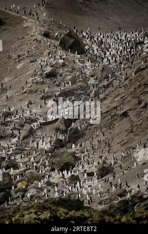 Colony of Chinstrap penguins (Pygoscelis antarcticus) on Deception Island; Deception Island, Antarctica Stock Photo