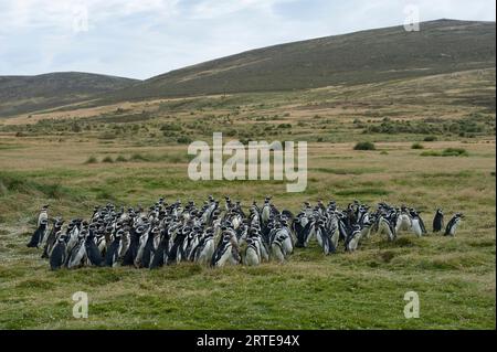 Group of Magellanic penguins (Spheniscus magellanicus) on Carcass Island; Carcass Island, West Falkland Islands, Falkland Islands Stock Photo