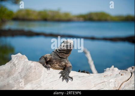 Marine iguana (Amblyrhynchus cristatus) in Galapagos Islands National Park; Fernandina Island, Galapagos Islands, Ecuador Stock Photo