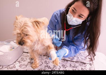 female vet doctor wearing suit, mask and red stethoscope examining little dog with bandage on paw Stock Photo