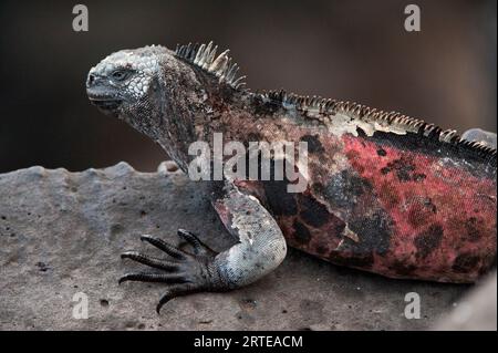 Espanola marine iguana (Amblyrhynchus cristatus venustissimus) perched on a rock in Galapagos Islands National Park Stock Photo