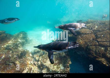 Endangered Galapagos penguins (Spheniscus mendiculus) underwater near Bartholomew Island in Galapagos Islands National Park Stock Photo