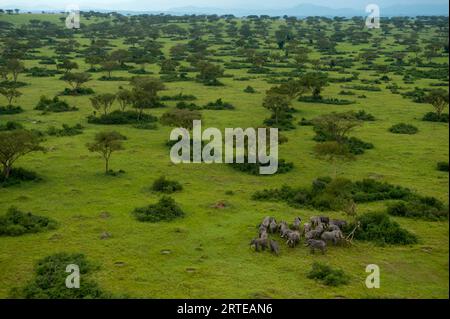Elephant herd (Loxodonta Africana) on the plains of Queen Elizabeth National Park in Uganda; Uganda Stock Photo