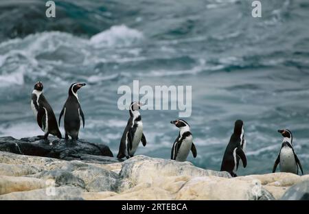 Peruvian, or Humboldt, penguins (Spheniscus humboldti) on a rocky shore in Pan de Azucar National Park; Chile Stock Photo