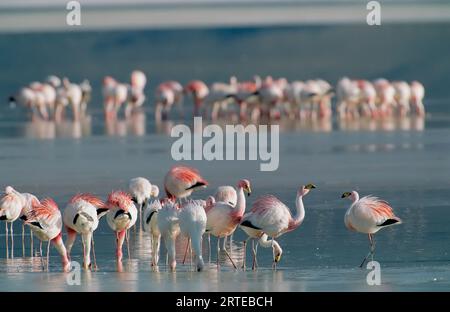 Flamingos forage for food in the shallow waters of an Atacama lake; Chile Stock Photo