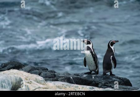 Two Peruvian, or Humboldt, penguins (Spheniscus humboldti) on a rocky shore in Pan de Azucar National Park; Chile Stock Photo