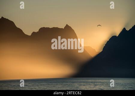 Sea bird flying over the silhouetted mountains with the golden light of sunrise shining on the Western Fjords of Kalaallit Nunaat Stock Photo