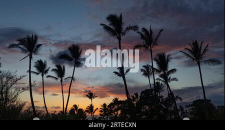 Stunning panoramic view of silhouetted palm trees against the sky at twilight in Kihei; Maui, Hawaii, United States of America Stock Photo