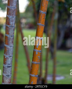 Close-up of bamboo tree trunks in Kihei; Maui, Hawaii, United States of America Stock Photo