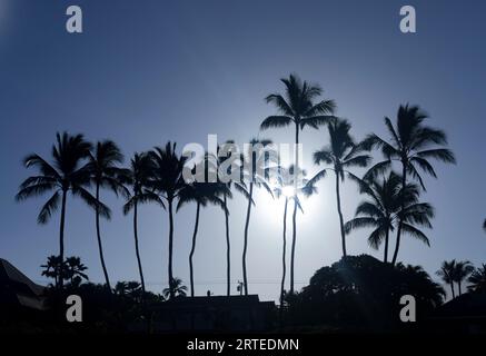 A row of palm trees silhouetted against a blue sky with a bright sun, towering over the rooftops at Kamaole 2 Beach Stock Photo