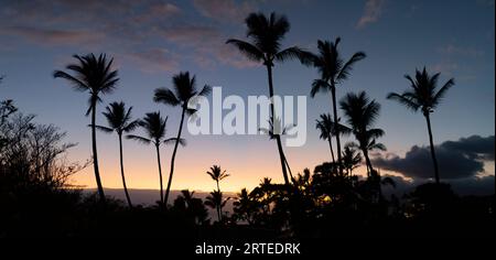 Palm trees silhouetted against a blue sky with the glow of twilight, Kamaole 2 Beach; Kihei, Maui, Hawaii, United States of America Stock Photo
