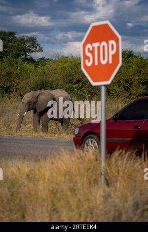 African bush elephant (Loxodonta africana) standing by the side of the road near a passing car and a stop sign in Chobe National Park; Chobe, Botswana Stock Photo