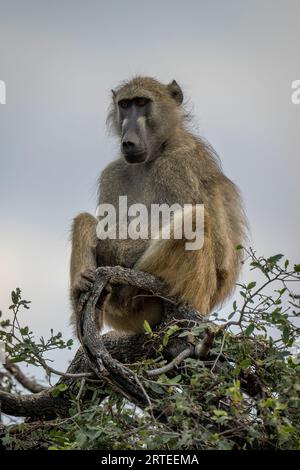 Close-up portrait of a Chacma baboon (Papio ursinus) sitting high-up on top of a tree against a cloudy sky in Chobe National Park Stock Photo