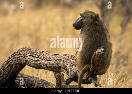 View taken from behind of a Chacma baboon (Papio ursinus) sitting on a log turning head in Chobe National Park; Chobe, North-West, Botswana Stock Photo