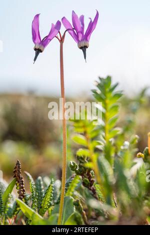 Close-up of Shooting Star flowers (Dodecatheon pulchellum) with their tall stems growing on the tundra in the Yukon; Yukon Territory, Canada Stock Photo