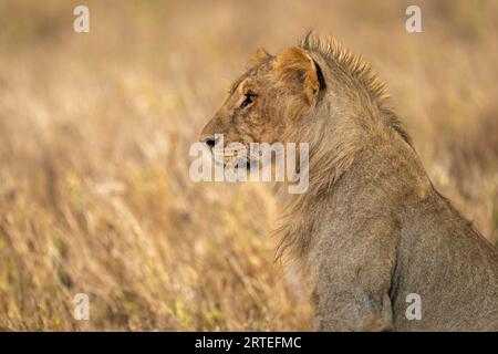 Close-up portrait of a young, male lion (Panthera leo) sitting in profile; Laikipia, Kenya Stock Photo