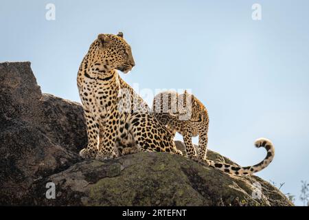 Close-up portrait of a leopard (Panthera pardus) cub looking at an adult leopard sitting on a rocky hillside; Laikipia, Kenya Stock Photo