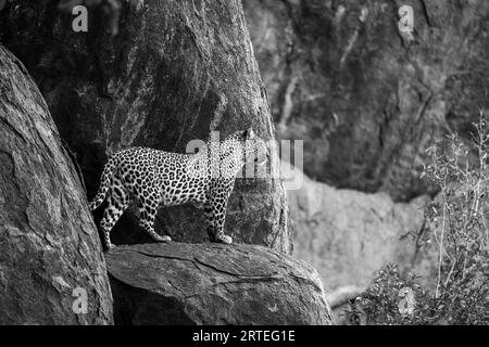 Leopard (Panthera pardus) standing on rock ledge looking out into the distance; Laikipia, Kenya Stock Photo