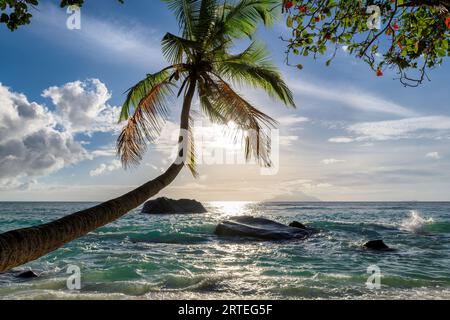 Coco palm at sunset beach over tropical ocean. Stock Photo