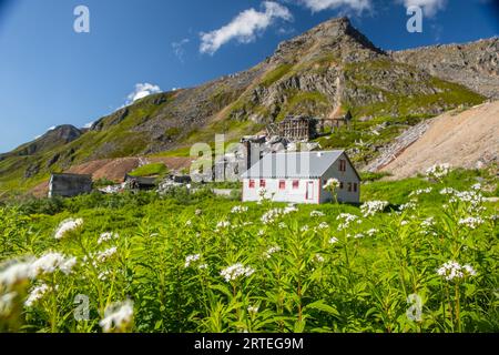 Labrador Tea wildflowers in bloom in the foreground with Independence Mine State Historical Park restored and unrestored mining buildings and camp ... Stock Photo