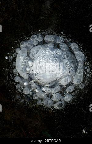 Methane gas trapped in ice creates patterns in the ice at Potter's Marsh in winter; Anchorage, Alaska, United States of America Stock Photo