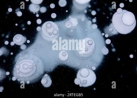 Methane bubbles trapped in ice in winter in Long Laker; Chickaloon, Alaska, United States of America Stock Photo