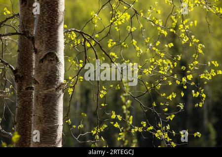 Birch trees with new spring growth in Chugach State Park; Anchorage, Alaska, United States of America Stock Photo