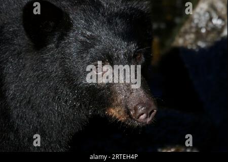 Close-up portrait of a juvenile Black bear (Ursus americanus) in Tongass National Forest; Anan Creek, Alaska, United States of America Stock Photo