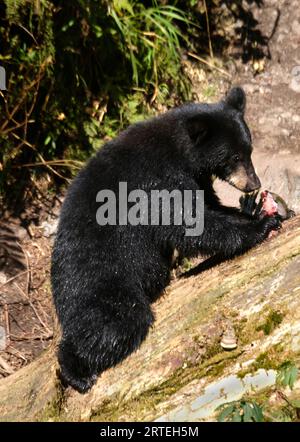 Juvenile Black bear (Ursus americanus) feeds on salmon in the Tongass National Forest; Anan Creek, Alaska, United States of America Stock Photo