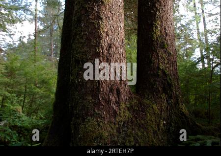 Forest of uncut old growth spruce, hemlock and cedar trees; Sitka, Alaska, United States of America Stock Photo