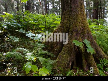 Forest floor of old growth trees in Tongass National Forest; Sitka, Alaska, United States of America Stock Photo