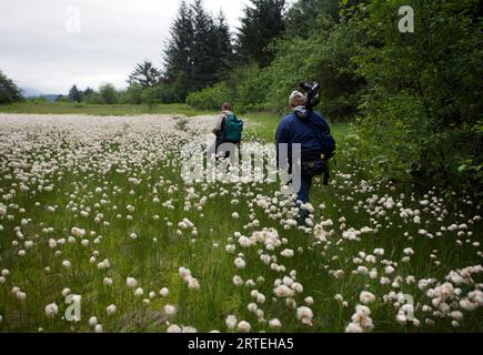 Researchers in a field of cottongrass (Eriphorum); Chichigof Island, Alaska, United States of America Stock Photo