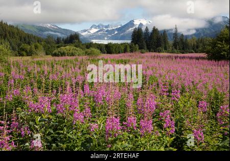 Meadow of blooming Fireweed (Chamaenerion angustifolium) frames Mendenhall Glacier; Juneau, Alaska, United States of America Stock Photo