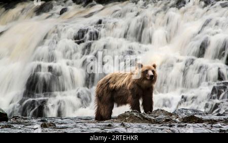 Alaska Peninsula Brown bear (Ursus arctos gyas) stands near a waterfall in Pavlof Harbor, while fishing for sockeye salmon Stock Photo