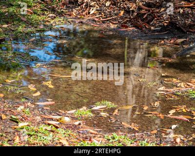 Shiny water puddle on the ground, suns out after the rain Stock Photo