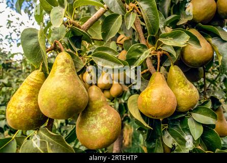 Pears hang from a pear tree; Colchester, Connecticut, United States of America Stock Photo