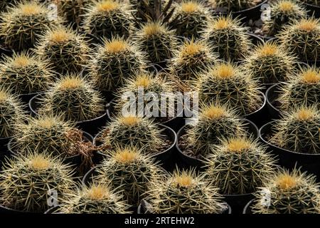 Display of numerous cactus plants in pots for sale, grown for sale by a woman-run cooperative; Matehuala, Mexico Stock Photo
