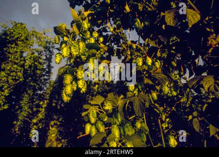 Hops being grown to make beer; Oregon, United States of America Stock Photo