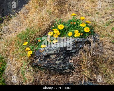 Sunny yellow Paper Daisy flowers or Strawflowers growing wild on a rock at the coastal headland, NSW Australia, Australian native daisies Stock Photo