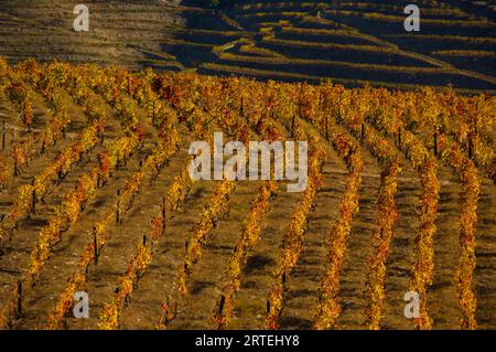 Vineyard in autumn colours, near Chanceleiros in the Douro River Valley of Portugal; Douro River Valley, Portugal Stock Photo