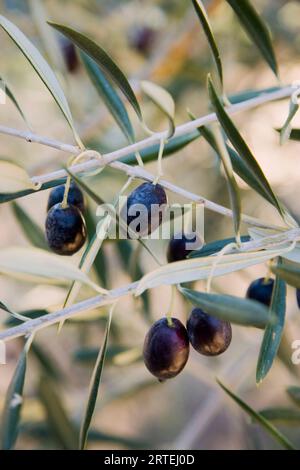 Ripe olives on branches; Douro River Valley, Portugal Stock Photo