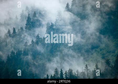 Clearing storm in a rainforest; Juneau, Alaska, United States of America Stock Photo
