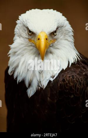 Portrait of a Bald eagle (Haliaeetus leucocephalus); Alaska, United States of America Stock Photo