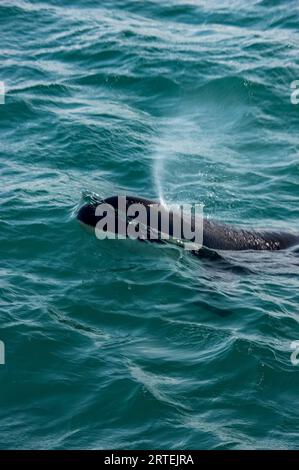 Orca, or Killer whale (Orcinus orca) surfacing in the Pacific Ocean, with mist spraying from its blowhole, Indian Pass, Inside Passage, Alaska, USA Stock Photo