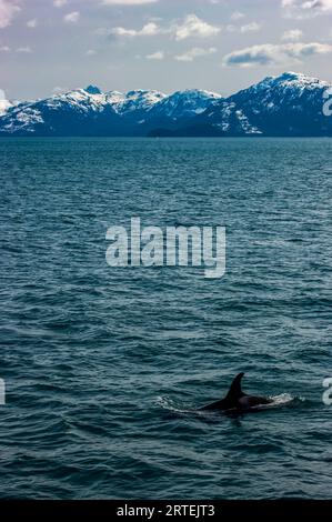 Orca, or Killer whale (Orcinus orca) surfacing in Indian Pass, Inside Passage, Alaska, USA; Alaska, United States of America Stock Photo