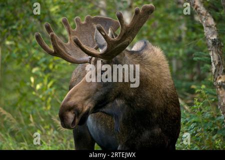 Portrait of a young male Moose (Alces alces) seen in the east side of Anchorage,Alaska, USA.; Anchorage, Alaska, United States of America Stock Photo