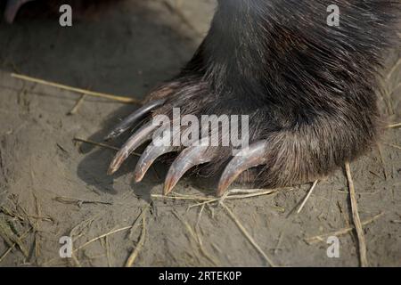 Close view of  a Grizzly Bear's (Ursus arctos horribilis) claws; Kenai Peninsula, Alaska, United States of America Stock Photo