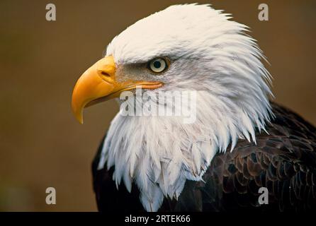 Portrait of a Bald eagle (Haliaeetus leucocephalus) in Alaska's Tongass National Forest; Alaska, United States of America Stock Photo