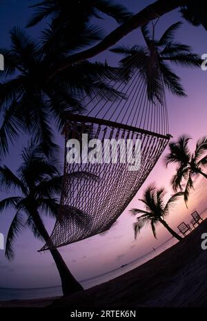 Hammock hangs between two palm trees, silhouetted in the sunset; Key West, Florida, United States of America Stock Photo